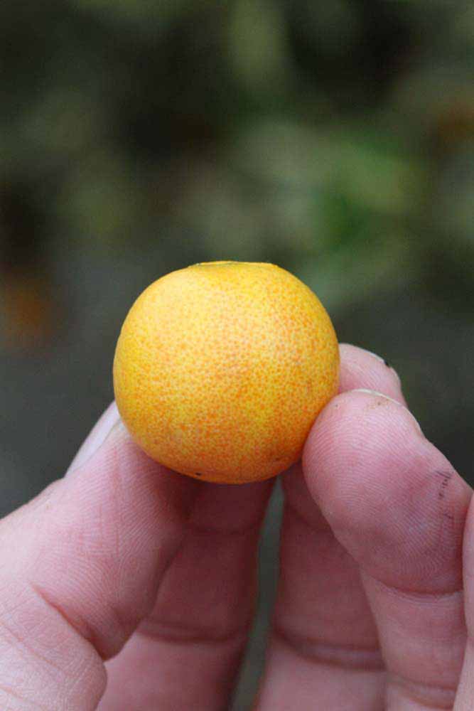            Fruit (Riverside, CA)   